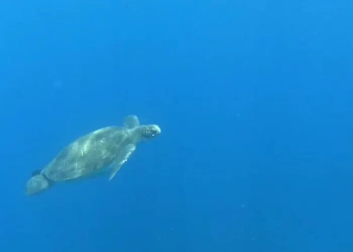 Bed & Breakfast Terrazas Del Sur 2*